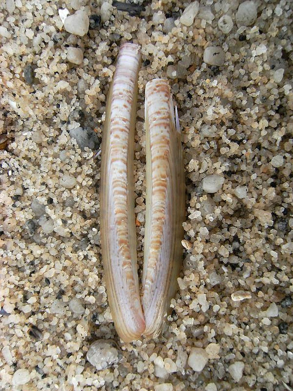 Длинная ракушка. Навахас моллюски. Морской черенок (solen marginatus).. Наваха моллюск.