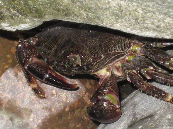 Pachygrapsus marmoratus